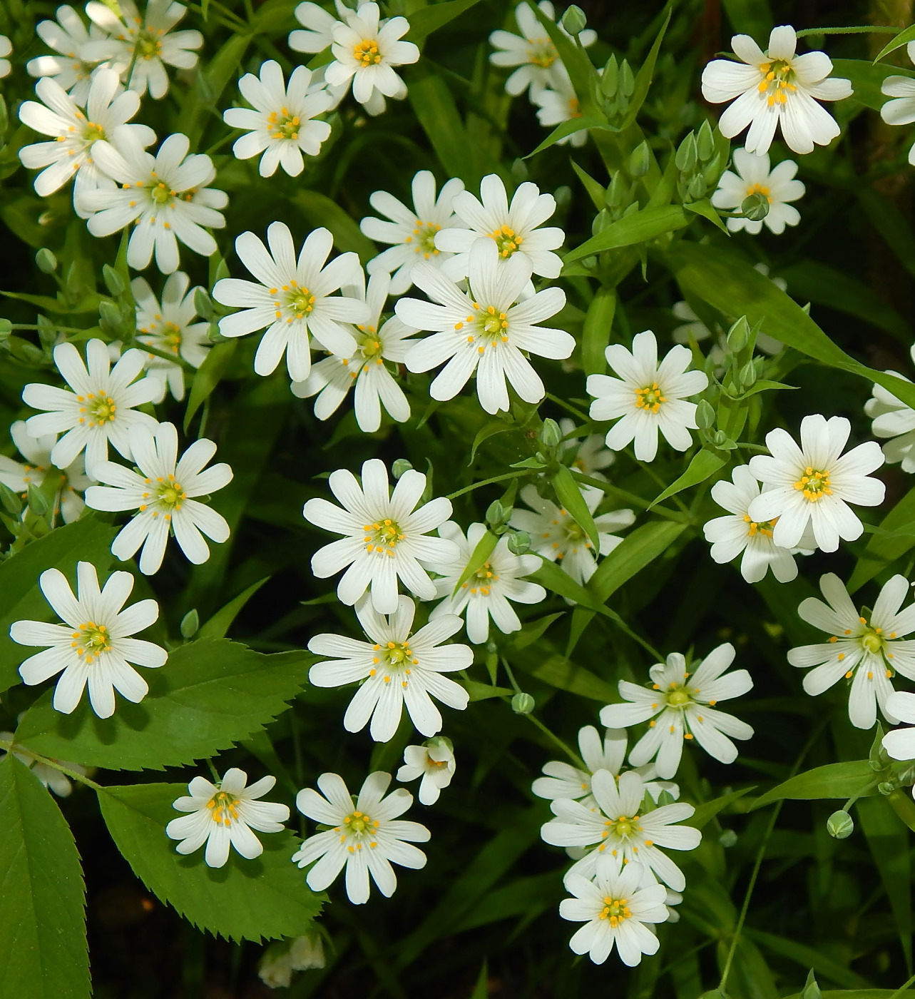 Image of Stellaria holostea specimen.