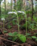 Moneses uniflora