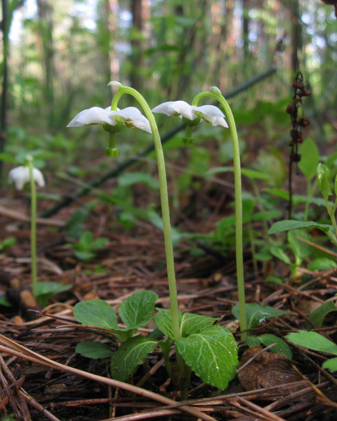 Image of Moneses uniflora specimen.