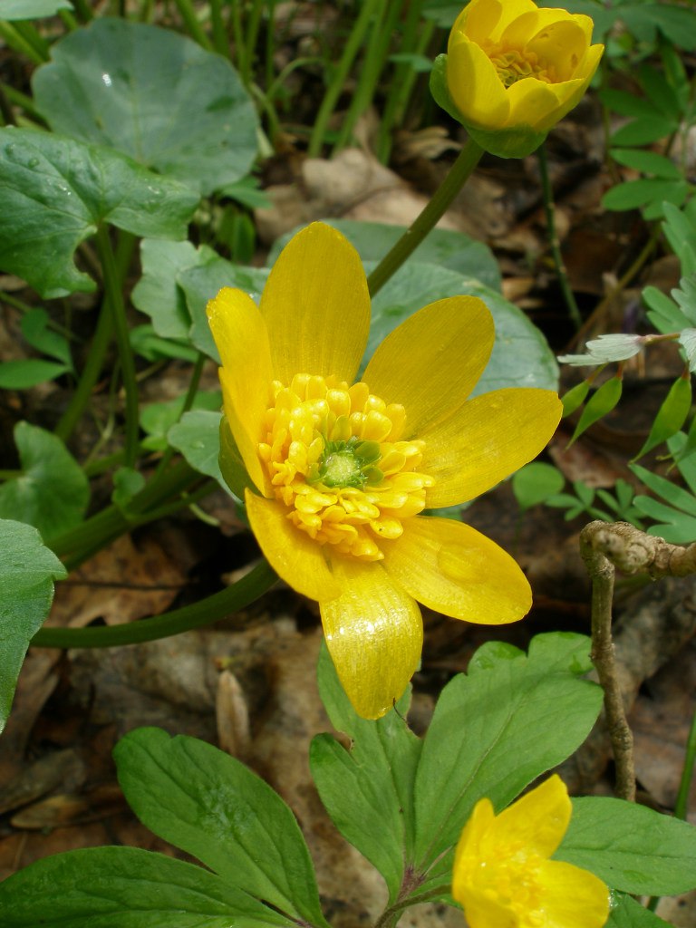 Image of Ficaria verna specimen.