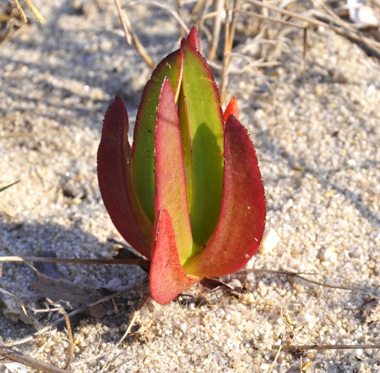 Изображение особи Carpobrotus acinaciformis.