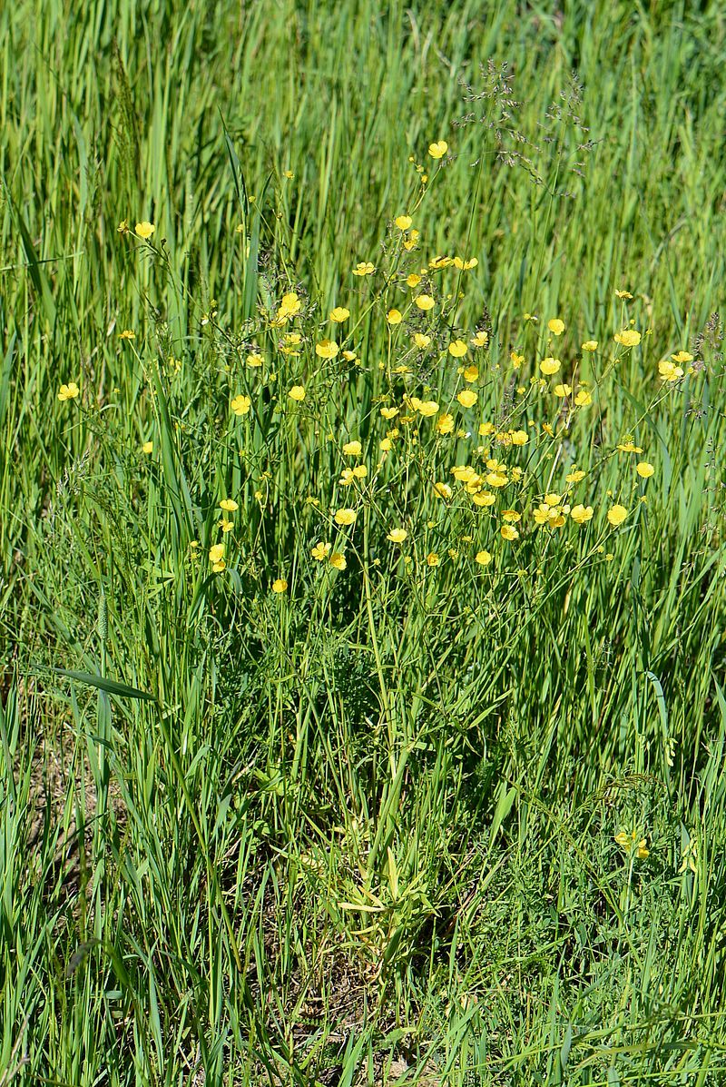 Image of Ranunculus acris specimen.