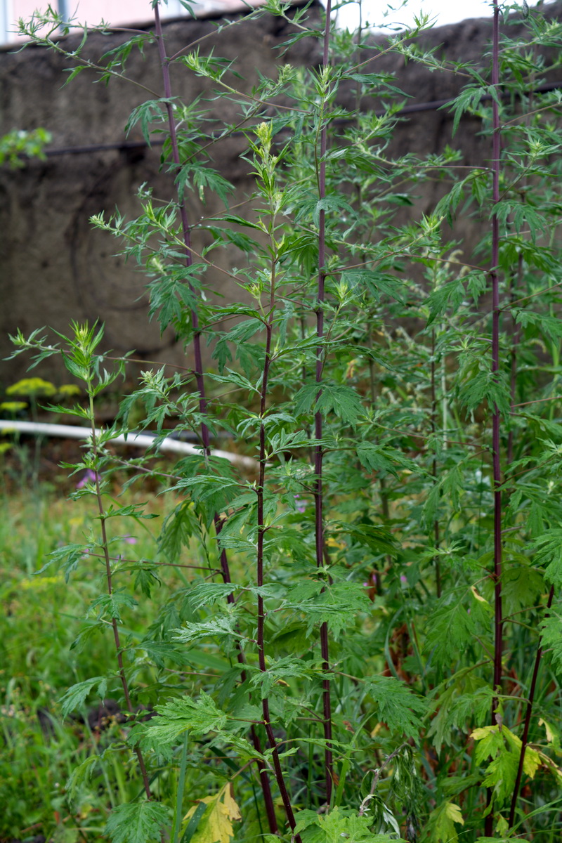 Image of Artemisia vulgaris specimen.