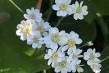 Achillea ptarmica