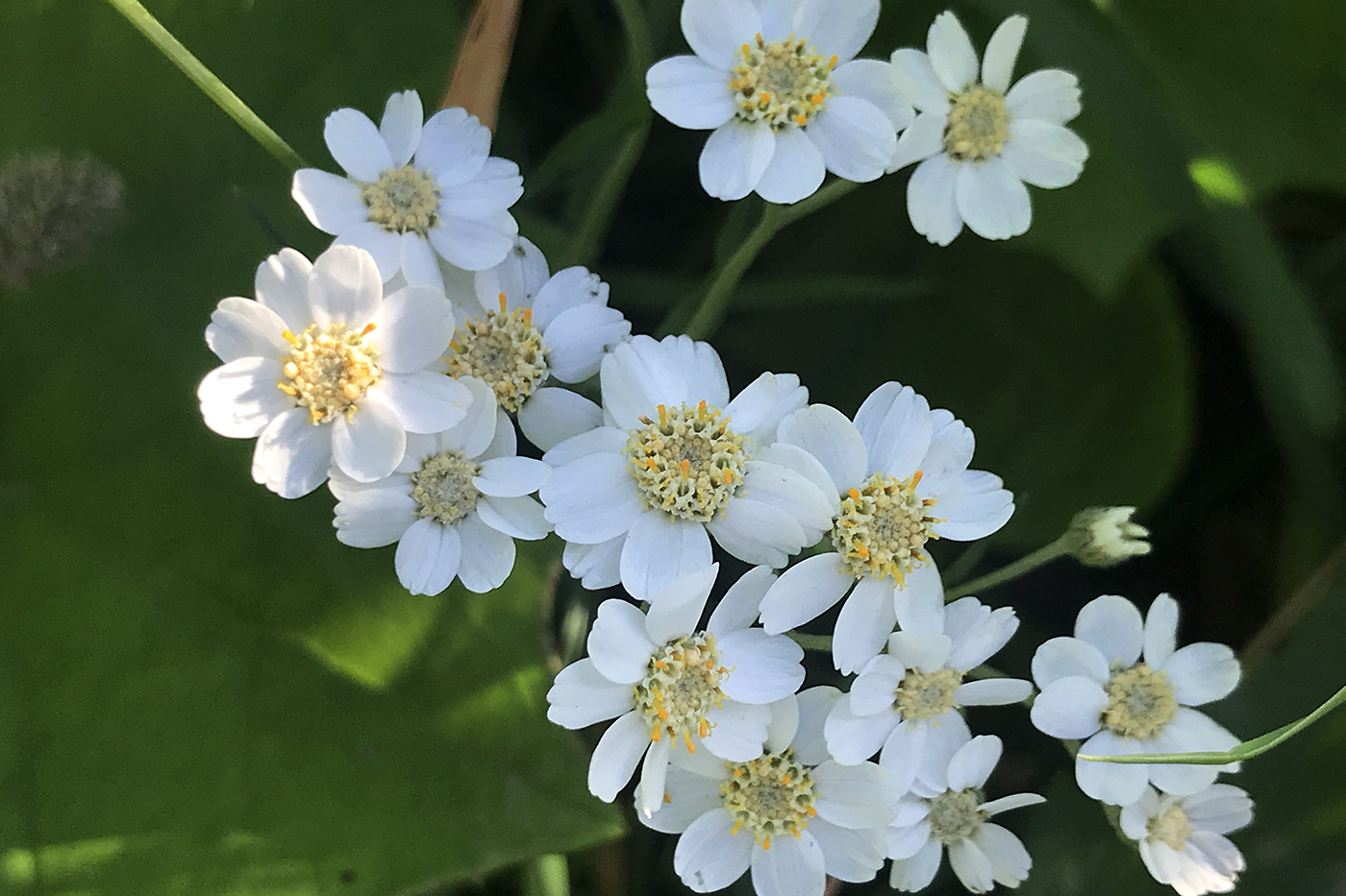 Изображение особи Achillea ptarmica.