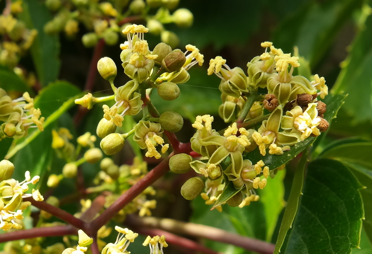 Изображение особи Parthenocissus quinquefolia.