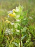 Rhinanthus vernalis. Верхушка цветущего растения. Кировская обл., Советский р-н, БГК \"Береснятский\", разнотравный луг вблизи р. Немда. 07.08.2020.