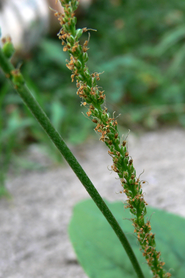 Изображение особи Plantago major.