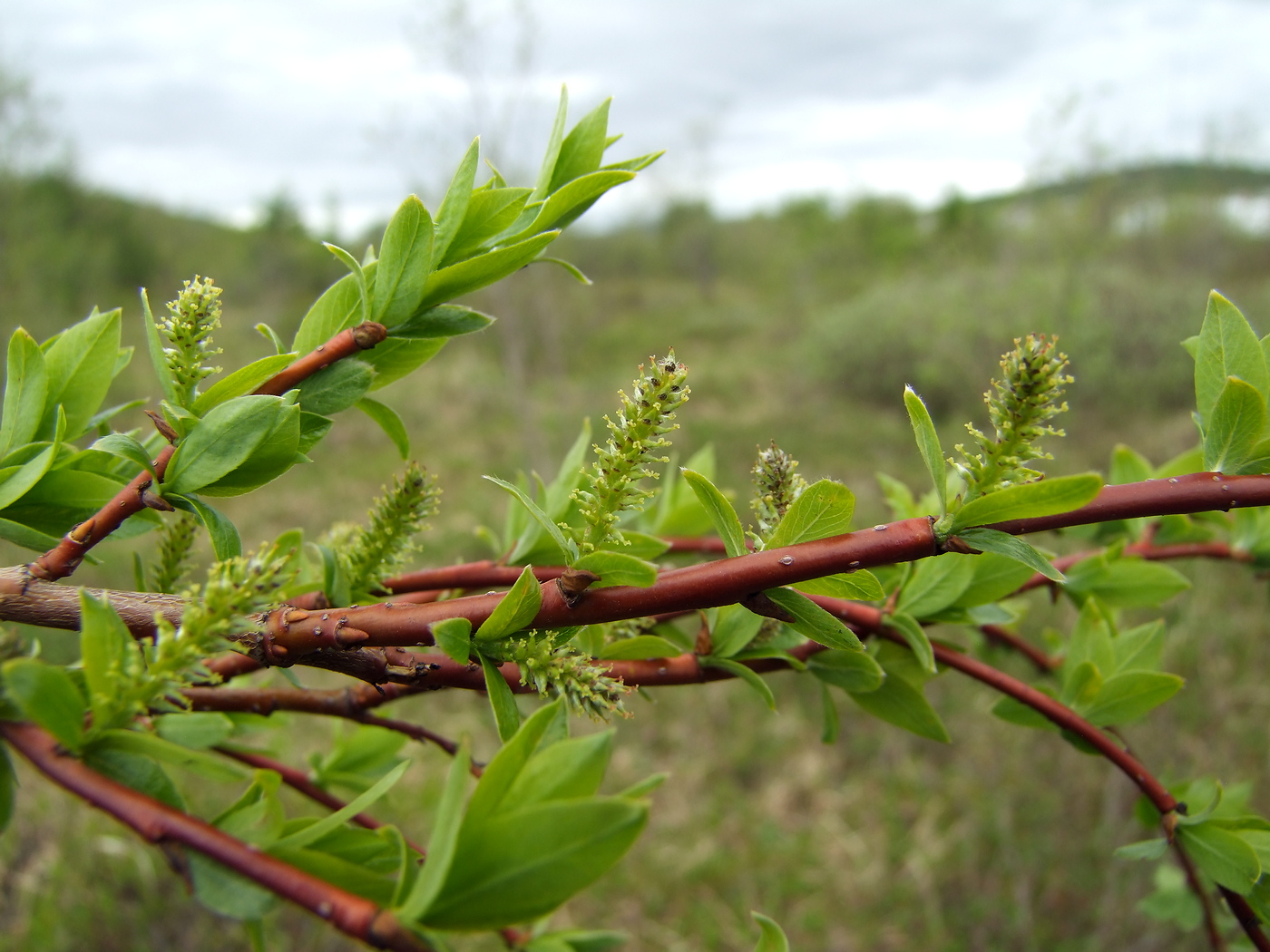Image of Salix dshugdshurica specimen.
