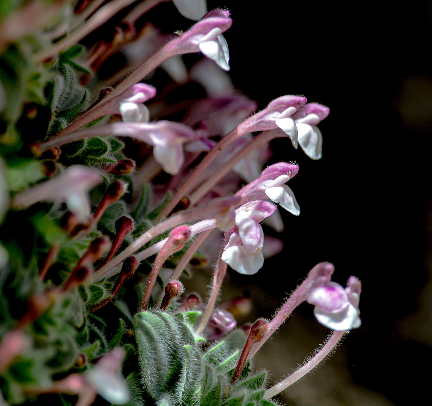 Изображение особи Scutellaria leptosiphon.