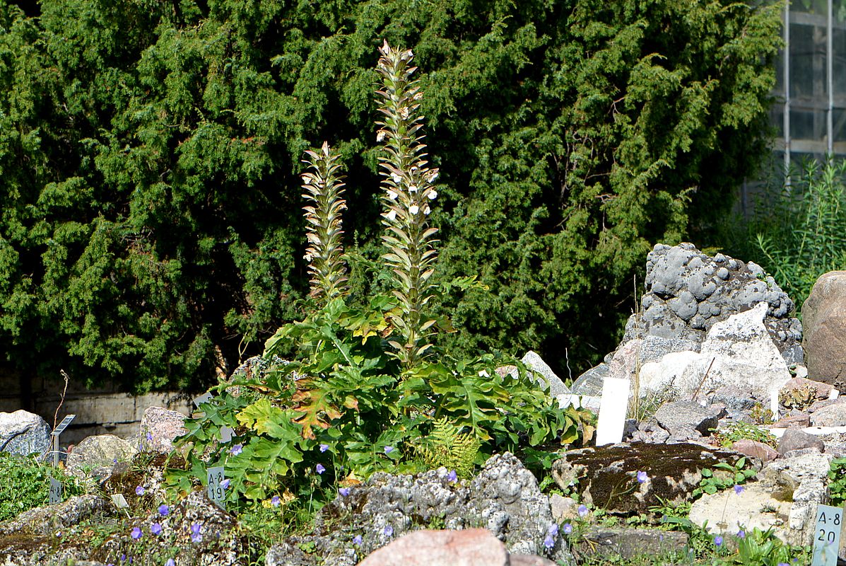 Image of Acanthus mollis specimen.