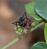 Image of taxon representative. Author is Татьяна Мальчинская
