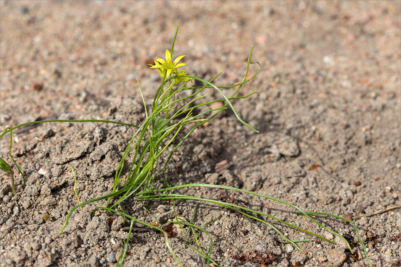 Image of Gagea minima specimen.