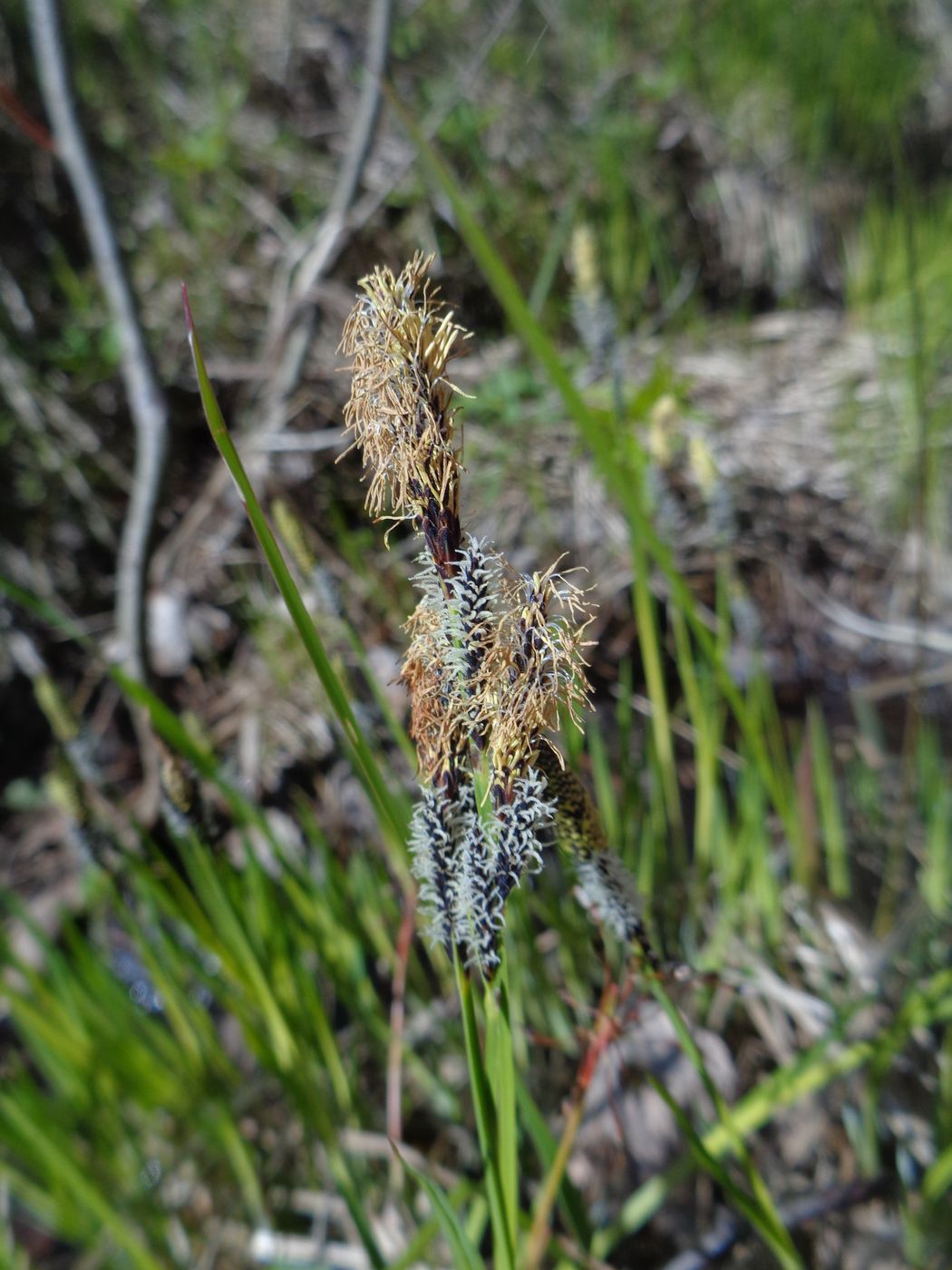 Изображение особи Carex nigra.