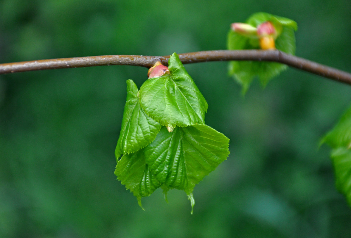 Image of Tilia cordata specimen.