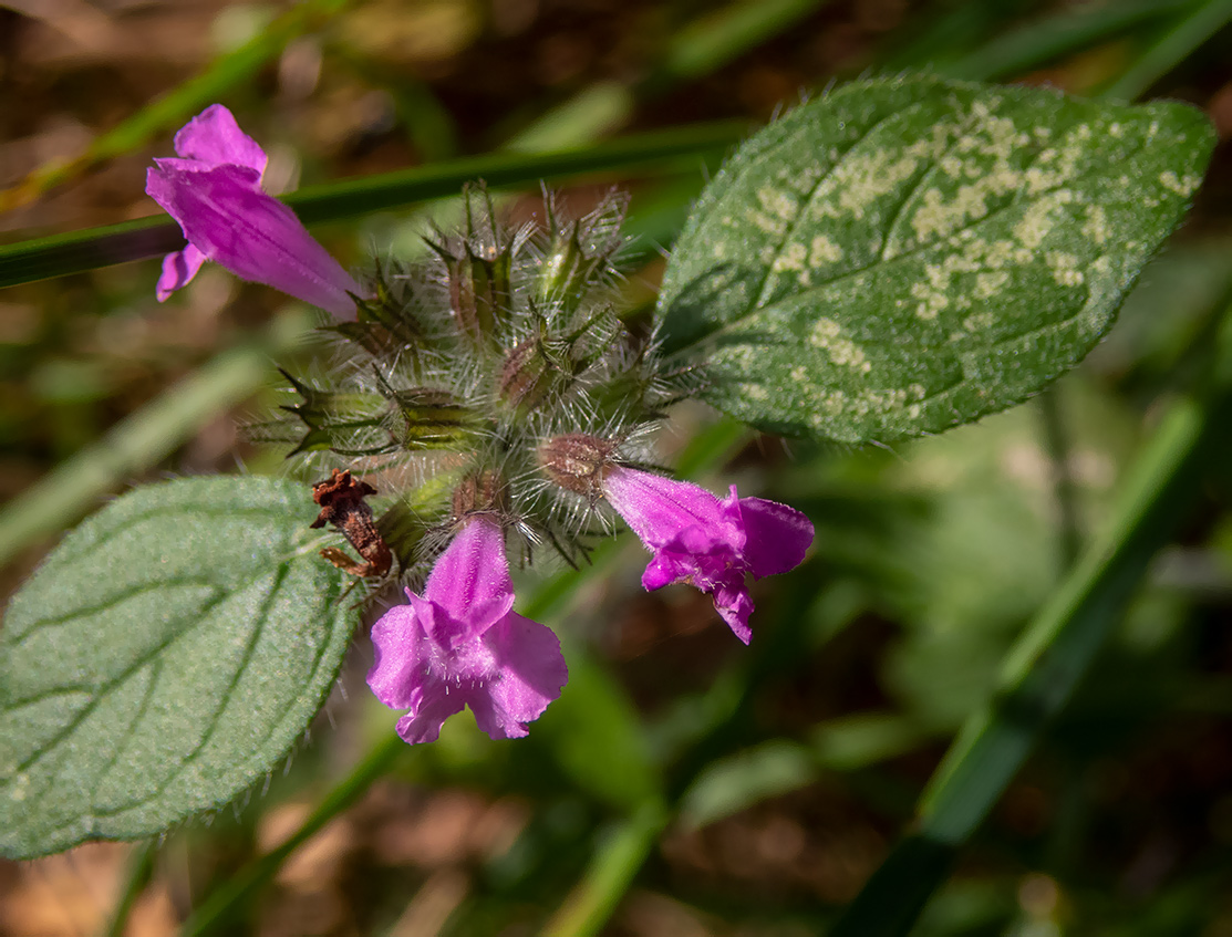 Image of Clinopodium vulgare specimen.