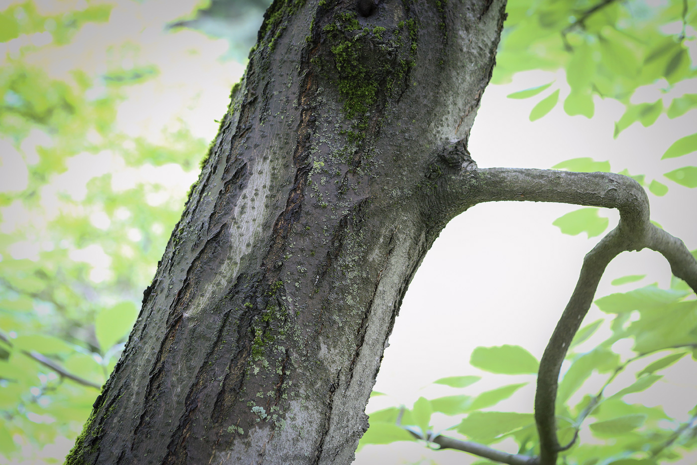 Image of Sorbus aria specimen.