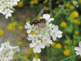 Astrodaucus orientalis. Часть соцветия с питающейся львинкой Lasiopa caucasica. Кабардино-Балкария, Эльбрусский р-н, окр. с. Нейтрино, ок. 1800 м н.у.м., каменистый склон. 05.07.2020.