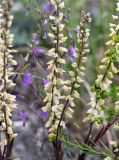 genus Polygala. Соплодия. Саратовская обл., Хвалынский р-н, окр. г. Хвалынск, Хвалынский горнолыжный курорт, около подъёмника на учебной трассе, каменистая площадка с мергелисто-меловыми выходами. 18.06.2019.