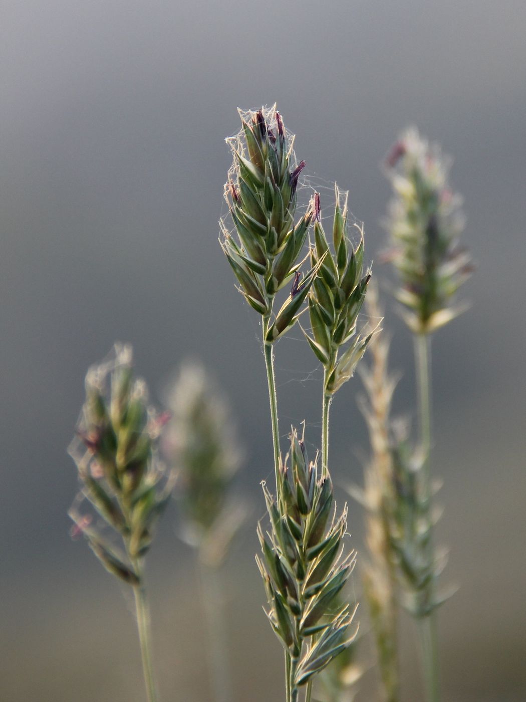 Изображение особи Agropyron badamense.