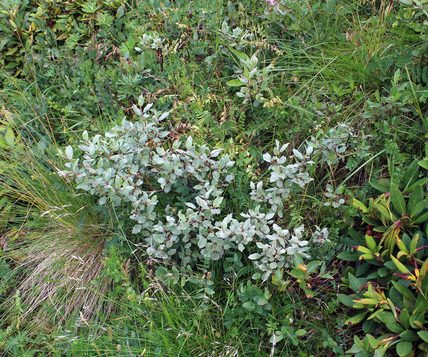 Image of Salix pantosericea specimen.