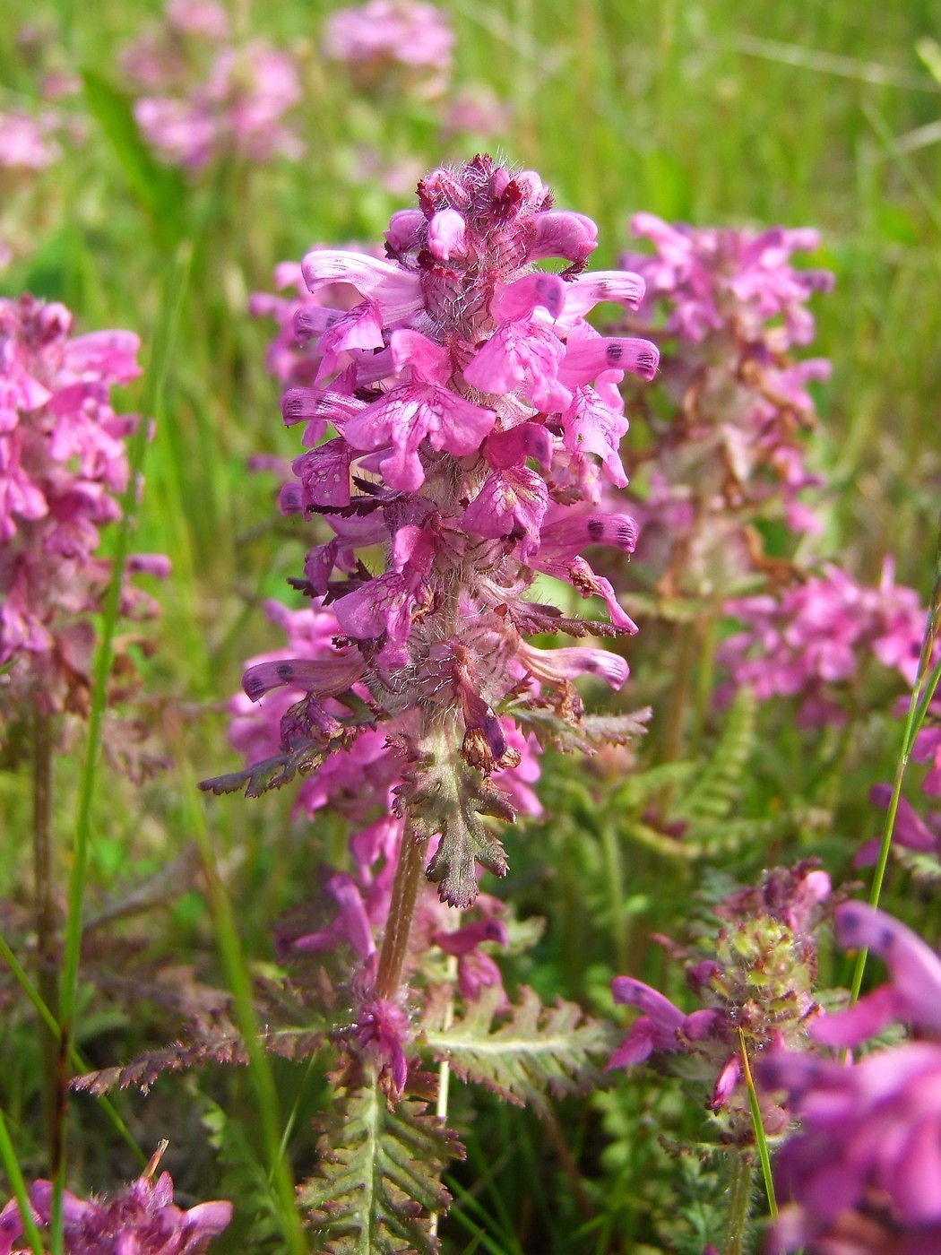 Изображение особи Pedicularis verticillata.