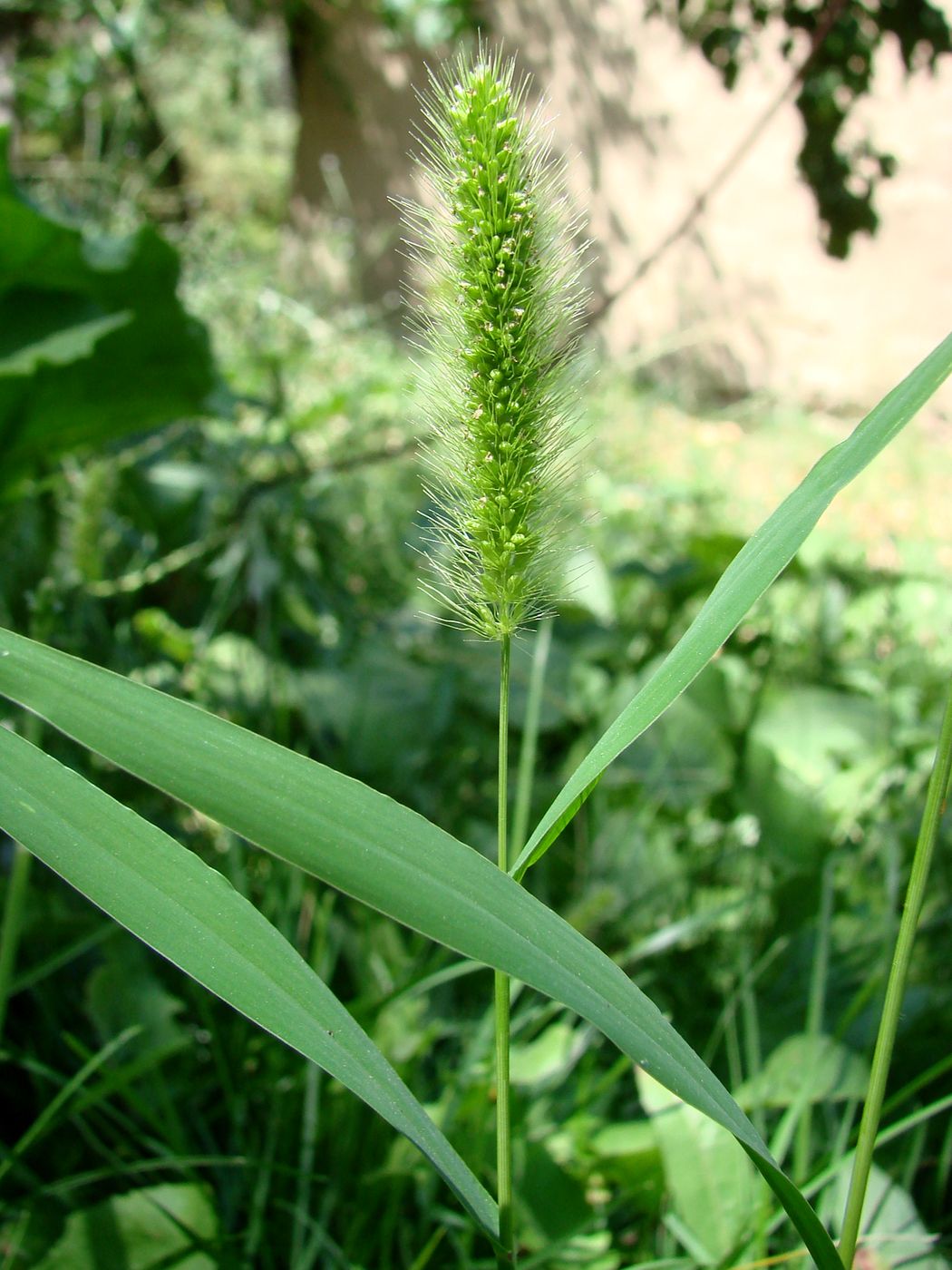 Image of Setaria viridis specimen.