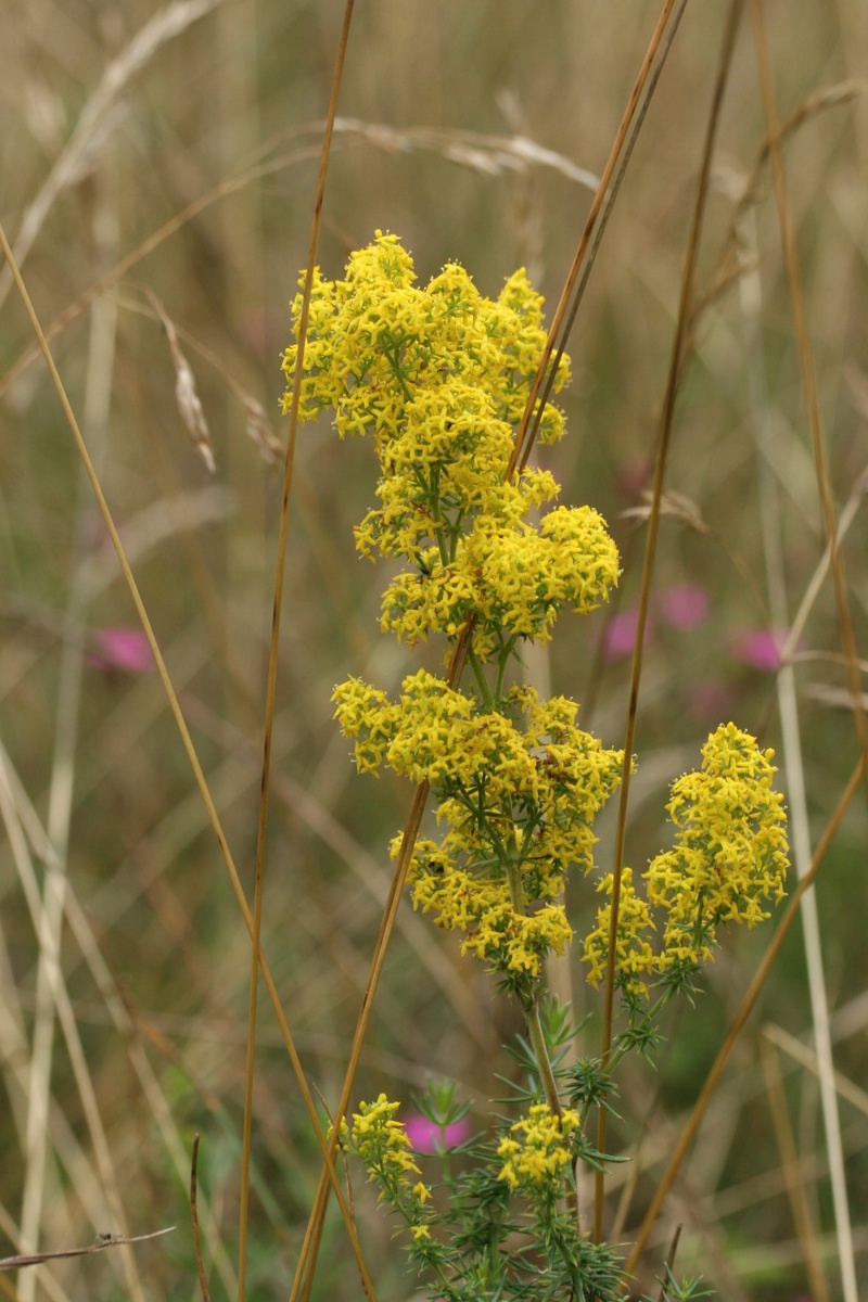 Изображение особи Galium verum.