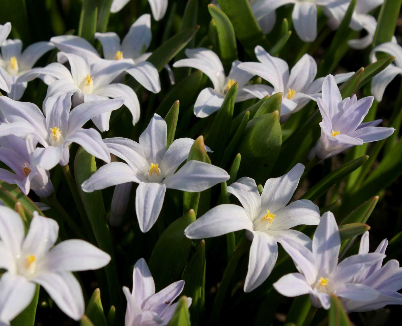 Изображение особи Chionodoxa luciliae f. alba.