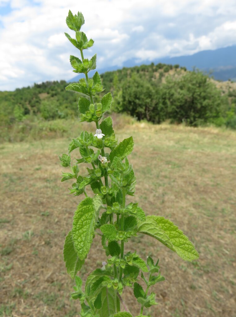 Image of Melissa altissima specimen.