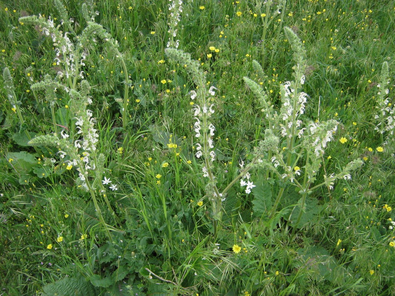 Image of Salvia revelata specimen.