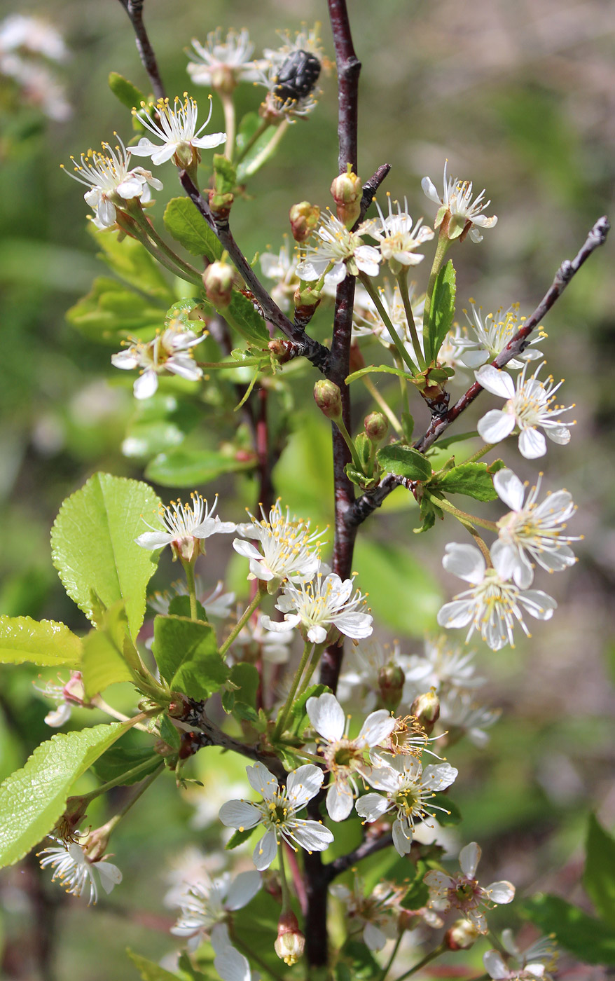 Изображение особи Cerasus vulgaris.