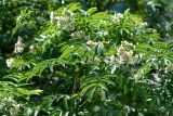 Sorbus sambucifolia