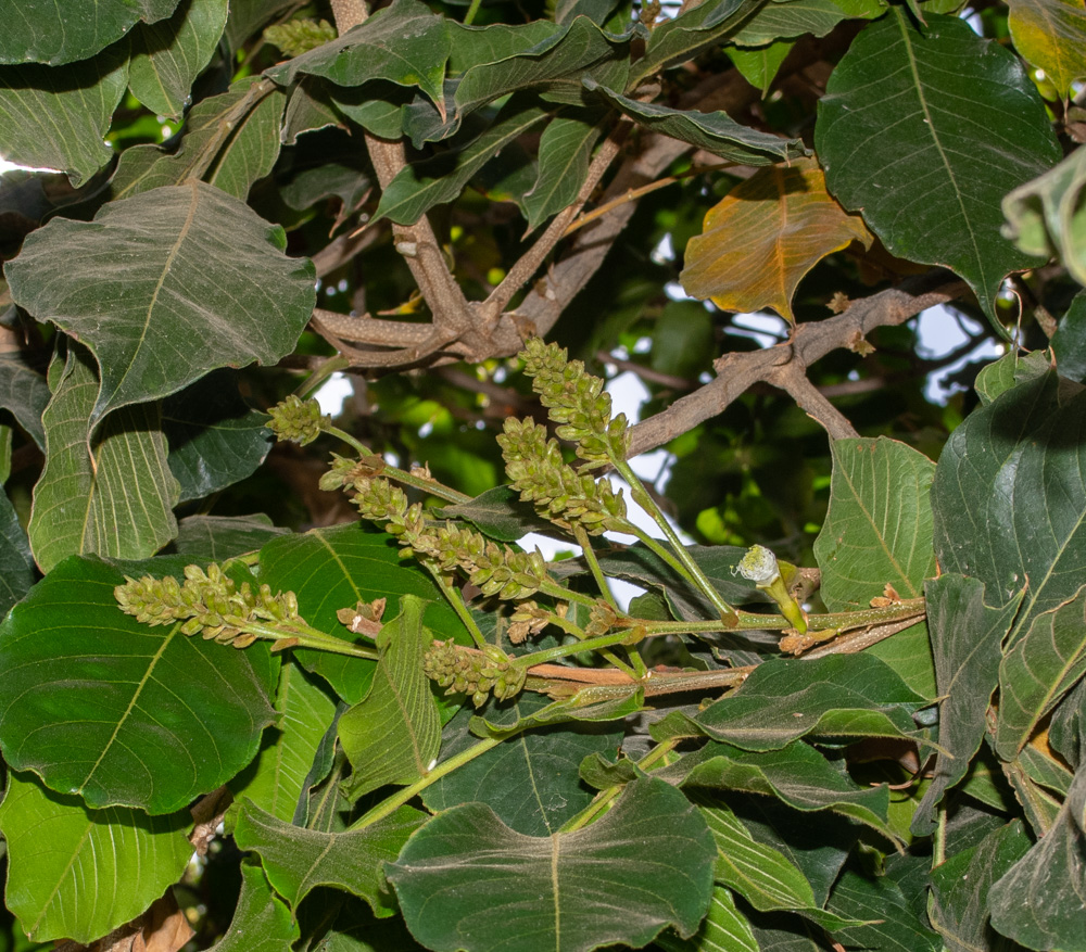 Image of Inga edulis specimen.