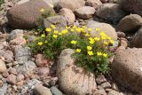 Potentilla anserina