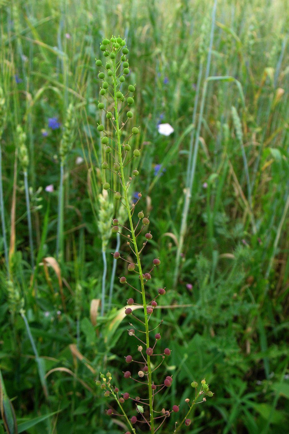 Image of Neslia paniculata specimen.