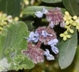 Coleus australis