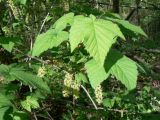 genus Ribes. Листья и соцветия. Хабаровский край, Хабаровский р-н, ст. Хехцир. 18.05.2014.