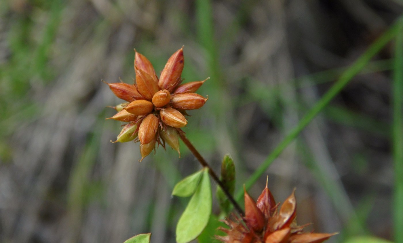 Изображение особи Dorycnium graecum.