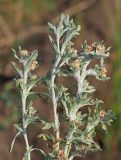 Gnaphalium uliginosum