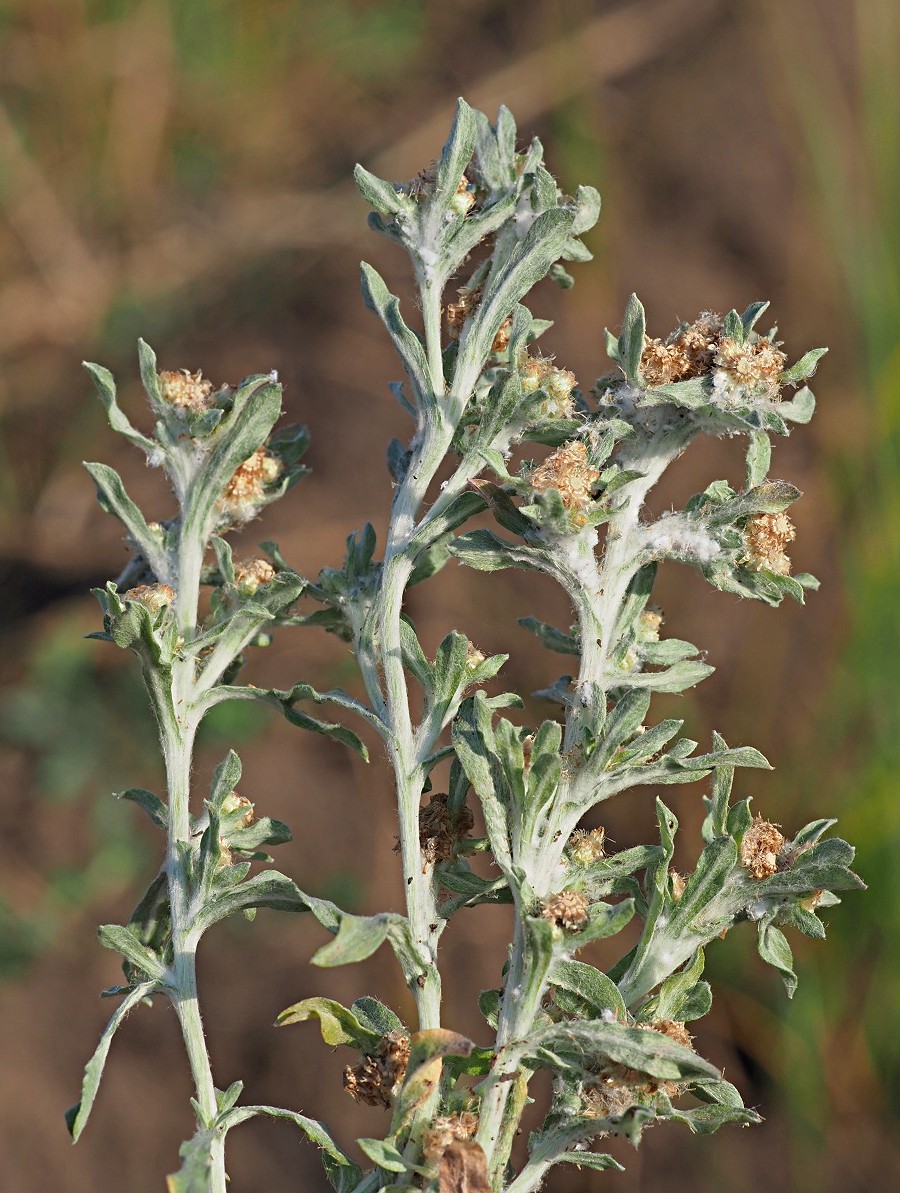 Image of Gnaphalium uliginosum specimen.