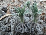 Echium angustifolium