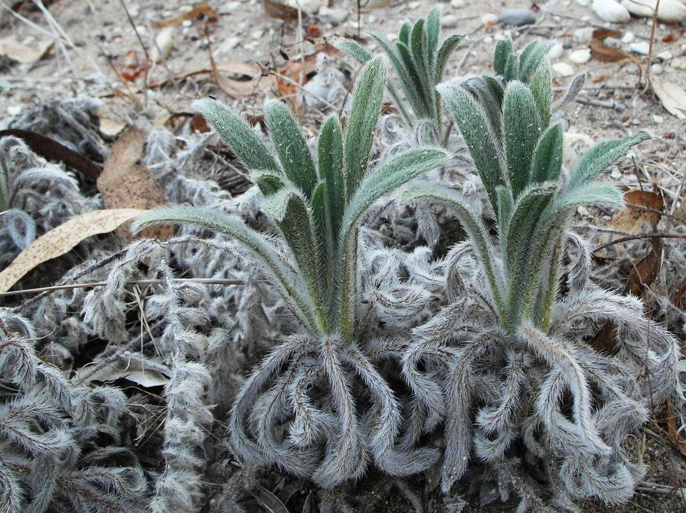 Image of Echium angustifolium specimen.