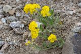 Alyssum oschtenicum