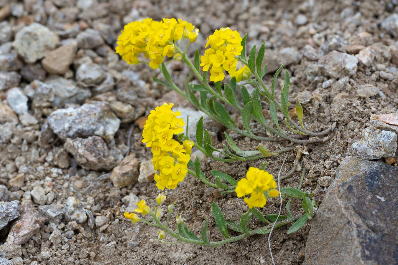 Изображение особи Alyssum oschtenicum.