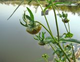 Bidens cernua