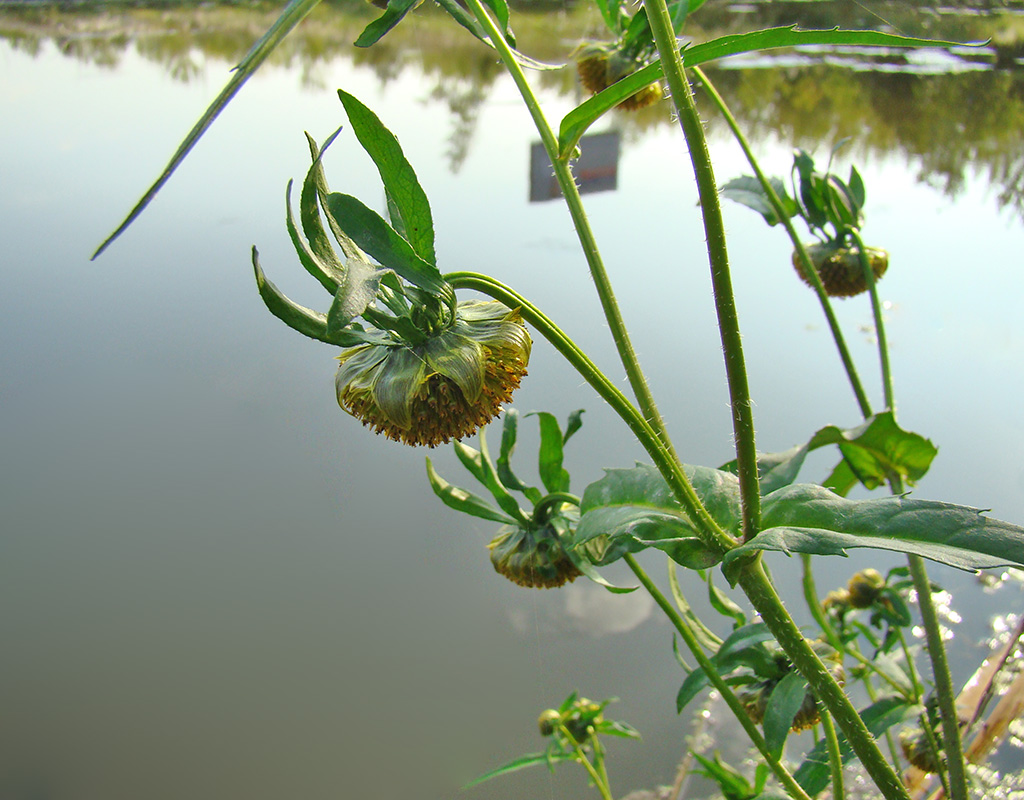 Image of Bidens cernua specimen.