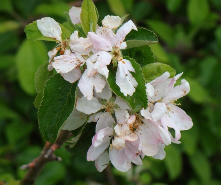 Изображение особи Malus orientalis.