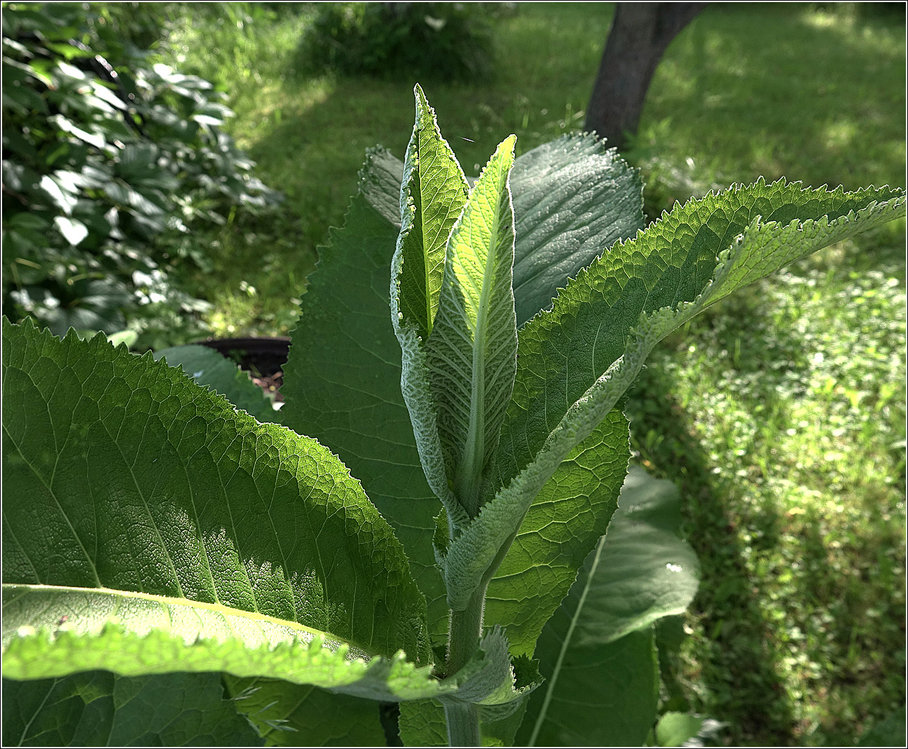 Изображение особи Inula helenium.