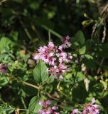 Origanum vulgare. Соцветие. Республика Алтай, Усть-Коксинский р-н, левый берег р. Катунь, окр. лога Ядрушка, травянистый склон. 31.07.2020.